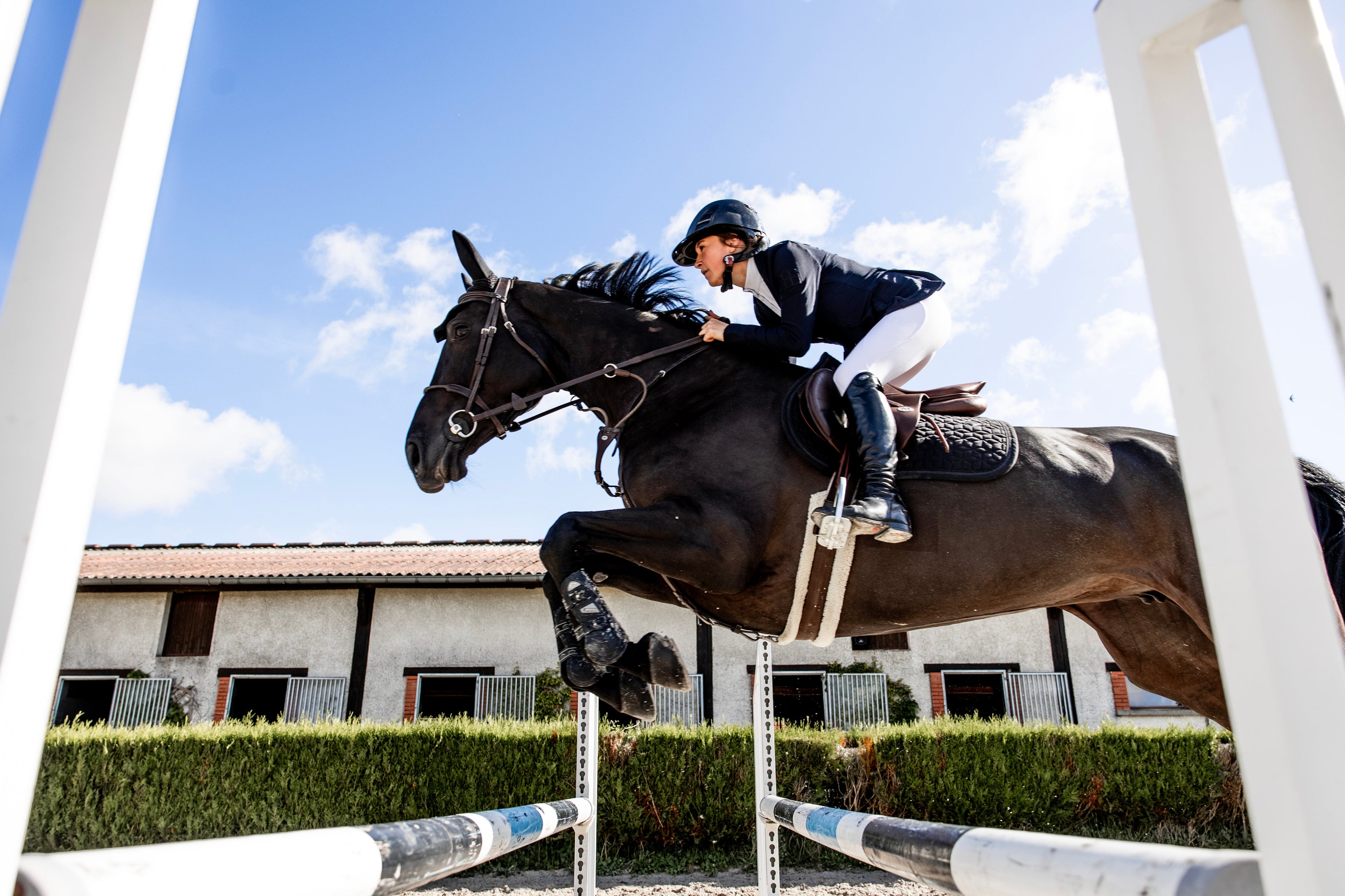 Ok réduction - Hazel Equestrian
